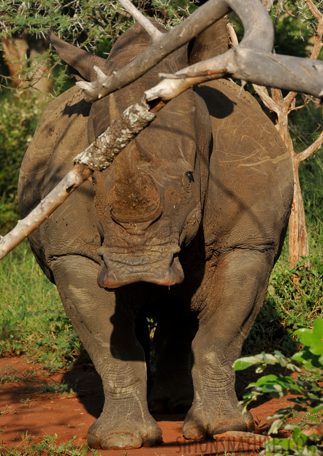 Ceratotherium simum simum [330 mm, 1/640 sec at f / 16, ISO 1600]